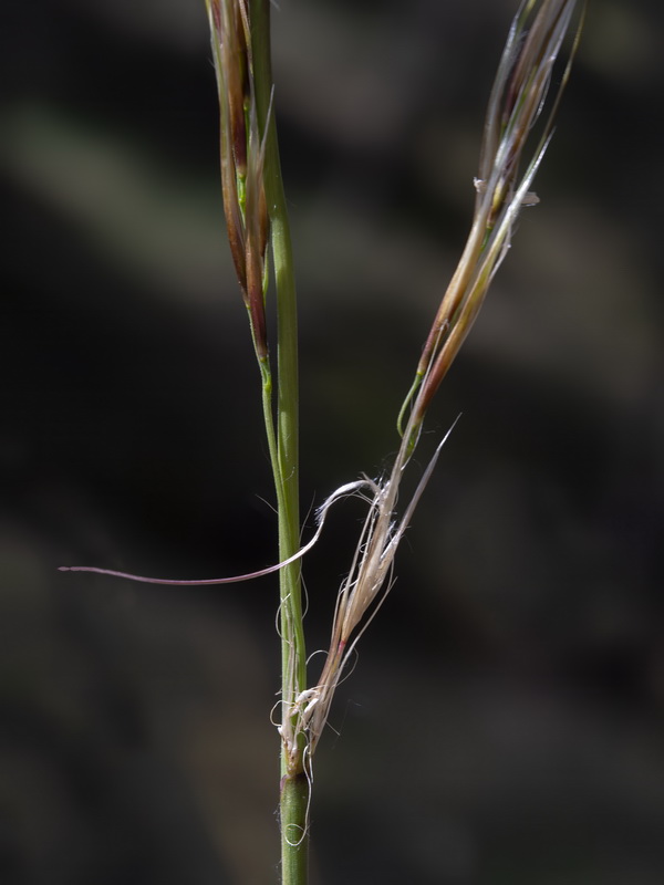 <i>Macrochloa tenacissima</i> - Imagen 3