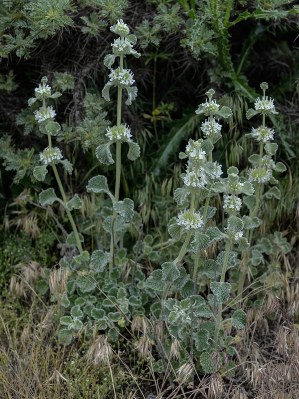 <i>Marrubium vulgare</i>