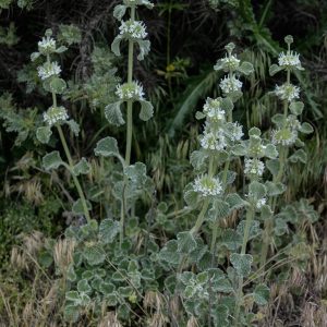 MARRUBIUM VULGARE