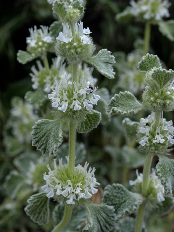 <i>Marrubium vulgare</i> - Imagen 3