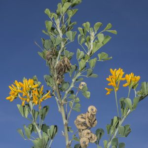 <i>Medicago arborea</i>