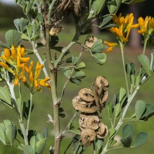 MEDICAGO ARBOREA
