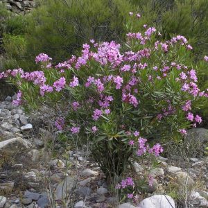 NERIUM OLEANDER