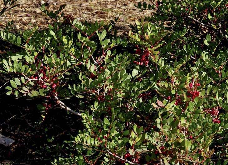 <i>Pistacia lentiscus</i>