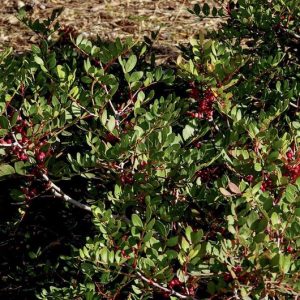 PISTACIA LENTISCUS