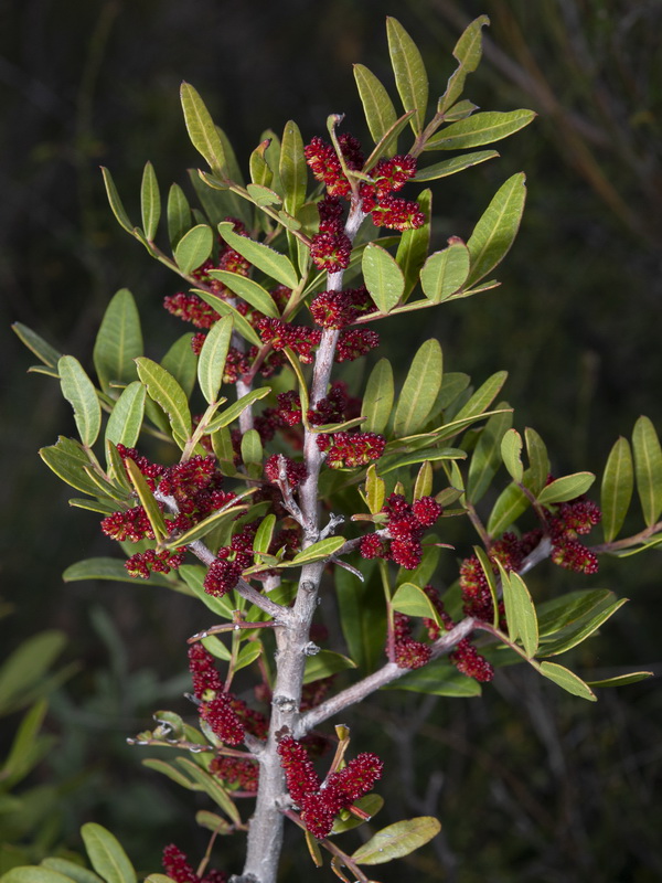 <i>Pistacia lentiscus</i> - Imagen 2