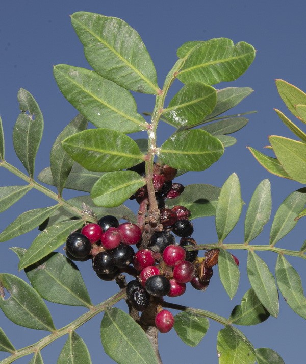 <i>Pistacia lentiscus</i> - Imagen 3