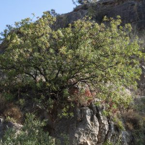 PISTACIA TEREBINTHUS