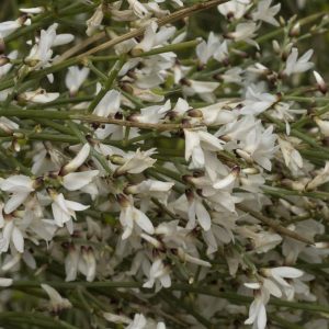 RETAMA MONOSPERMA