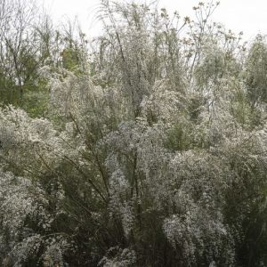 <i>Retama monosperma</i>
