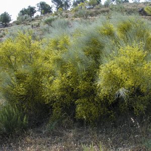 <i>Retama sphaerocarpa</i>