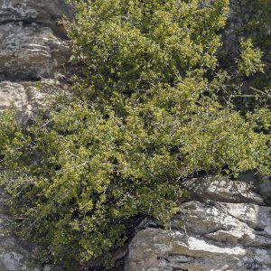 <i>Rhamnus alaternus</i>