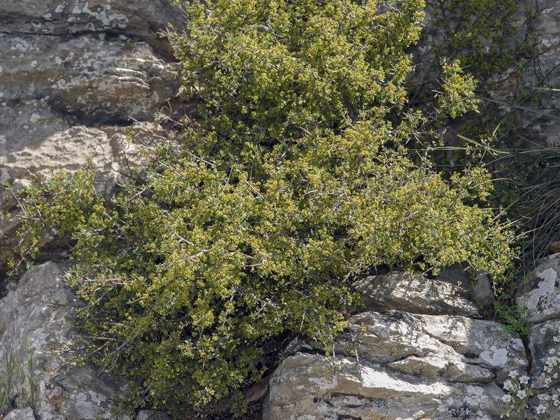 <i>Rhamnus alaternus</i>