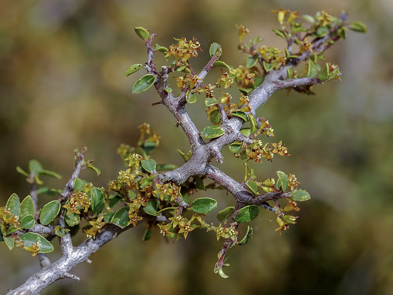 <i>Rhamnus alaternus</i> - Imagen 3
