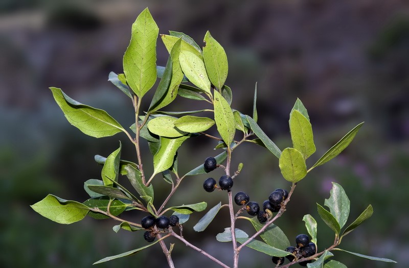 <i>Rhamnus alaternus</i> - Imagen 4