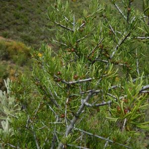 <i>Rhamnus lycioides</i>