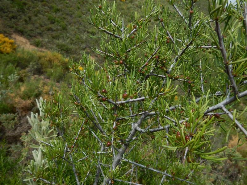 <i>Rhamnus lycioides</i>