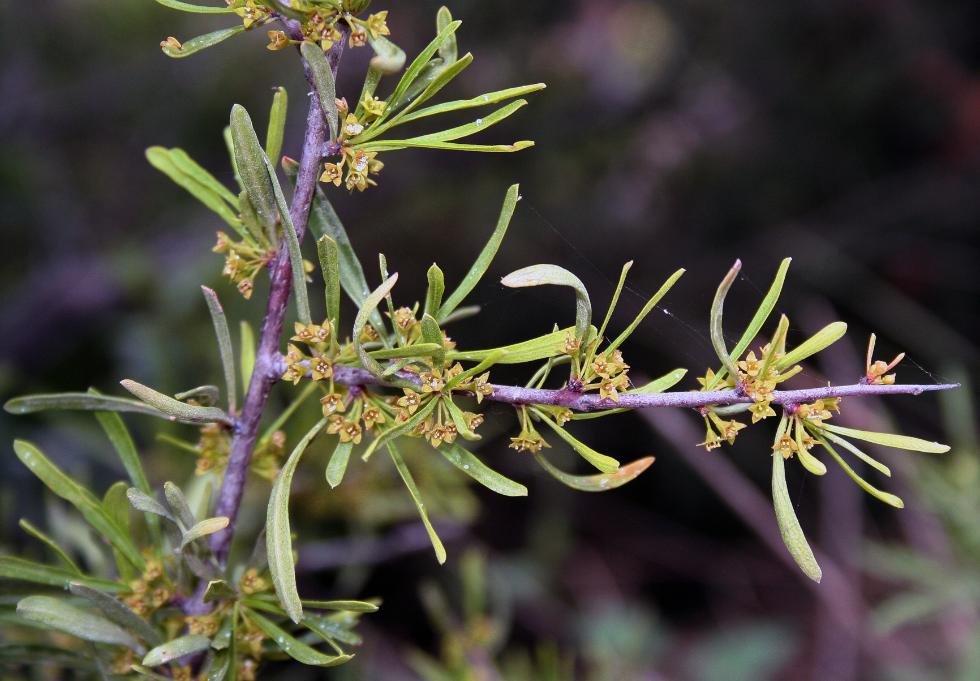 <i>Rhamnus lycioides</i> - Imagen 3