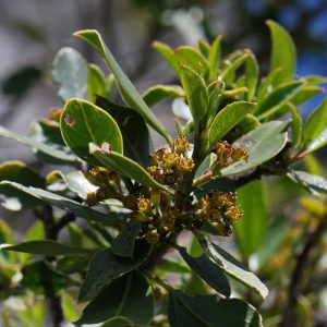 RHAMNUS ALATERNUS