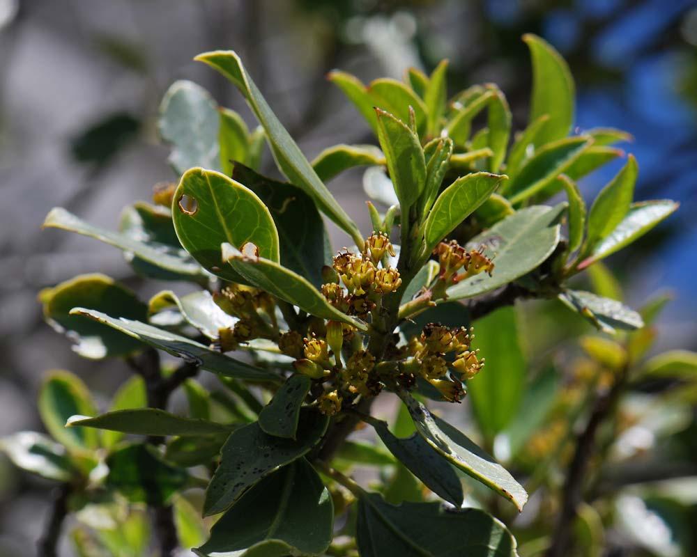 RHAMNUS ALATERNUS
