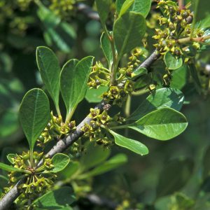 RHAMNUS LYCIOIDES