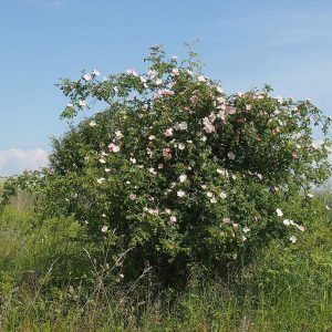 ROSA CANINA