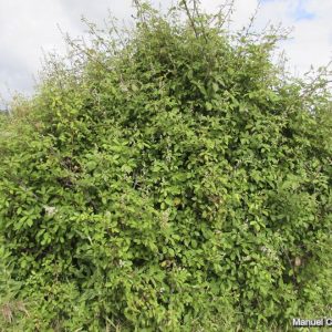 RUBUS ULMIFOLIUS