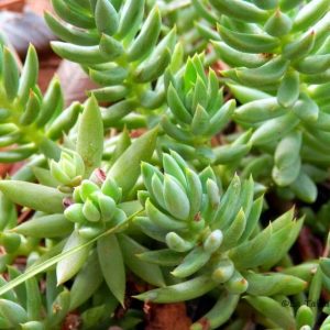 SEDUM SEDIFORME