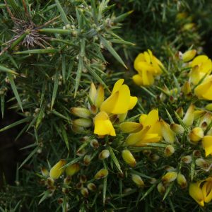 ULLEX EUROPAEUS