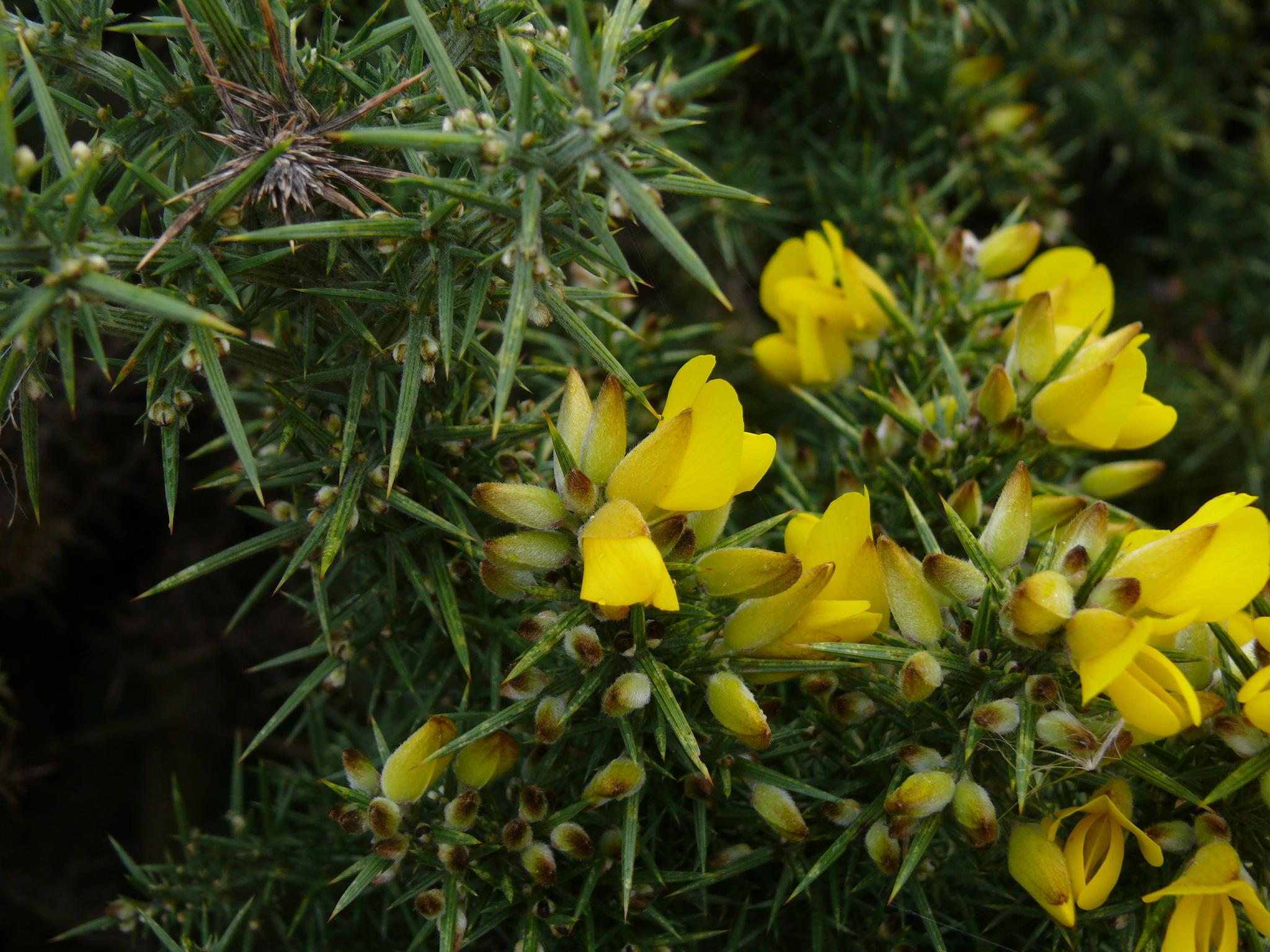 <i>Ullex europaeus</i>