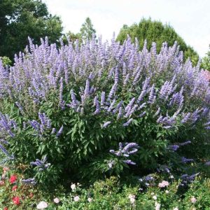 VITEX AGNUS CASTUS