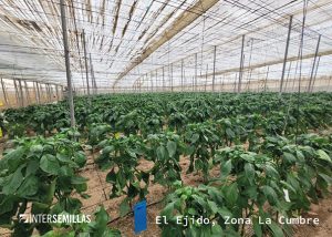 finca_La-cumbre-en-El-Ejido-(w)