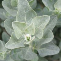 ATRIPLEX-0