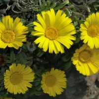 Asteriscus maritimus Flor