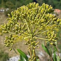 BUPLEURUM-0