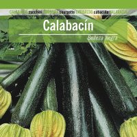 CALABACIN BELLEZA NEGRA (Grande)