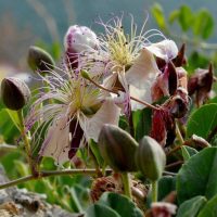 CAPPARIS-0