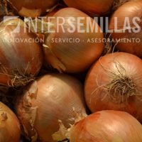 CE-10222-MAZA_INTERSEMILLAS