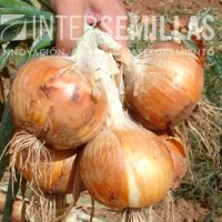 CE-REKS_INTERSEMILLAS