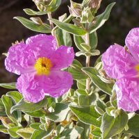 CISTUS-0
