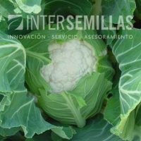 CL-9809-PRECISA_INTERSEMILLAS