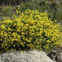 CORONILLA-0
