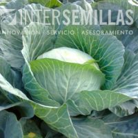 CR-GREENLUNAR_INTERSEMILLAS