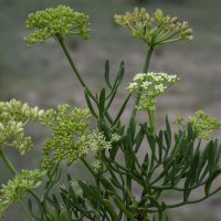 CRITHMUM-0-