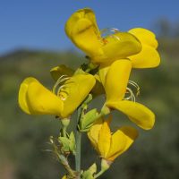 CYTISUS