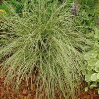 Carex comans Amazon Mist