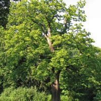 Castanea_sativa_porte