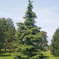 Cedrus-deodara-porte