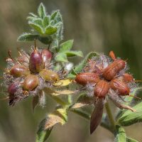 DORYCNIUM