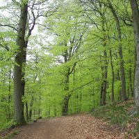 Fagus_sylvatica_006